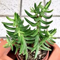 テトラゴナ,多肉植物,クラッスラ属の画像