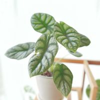 アロカシア,アロカシア　シルバードラゴン,アロカシア　シルバードラゴン,観葉植物,ガーデニングの画像
