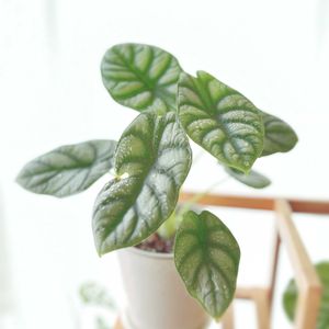 アロカシア,アロカシア　シルバードラゴン,アロカシア　シルバードラゴン,観葉植物,ガーデニングの画像