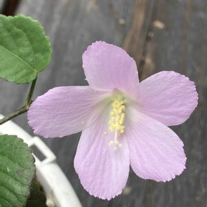 ハイビスカス,プルメリア,ハイビスカス ロバツス,多肉植物,塊根植物の画像