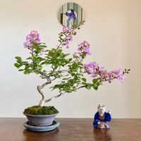 サルスベリ,サルスベリ,盆栽,小品盆栽,ミニ盆栽の画像