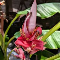 アケビバナナ,ピンクバナナ（ベルチナ バナナ）,観葉植物,熱帯植物,植物のある暮らしの画像
