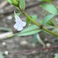 シカクマメ,アゼナ,実がなる,畑の花,山野草大好きの画像