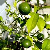 ガーデニング,花のある暮らし,わんこと一緒,バルコニスト,虫にも負けないの画像