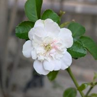 寄せ植え,花壇,ガーデニング,か〜わい〜,家庭菜園の画像