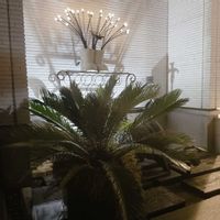 ソテツ,庭の画像