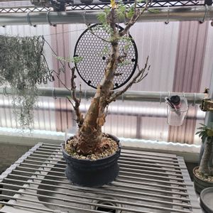 塊根植物,ベランダの画像