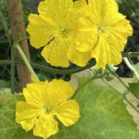 ヘチマ,ヘチマ,黄色い花,向島百花園,ウリ科の画像