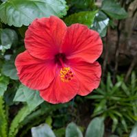ハイビスカス,植物園,まだまだ初心者,花のある暮らし,緑のある暮らしの画像