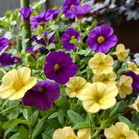 ミリオンベル,鉢植え,花のある暮らし,緑のある暮らし,おうち園芸の画像