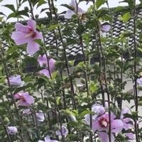 ムクゲ,癒し,花のある暮らし,応援花❤️,❤️M.family❤️の画像
