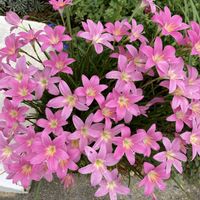 ゼフィランサス,病院　花壇の画像