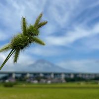 エノコログサ,富士山,うさちゃん,かわゆい♡,お花散歩の画像