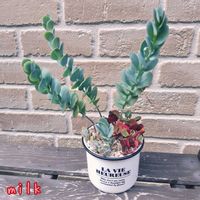 胡蝶の舞,赫蓮,赫蓮(かくれん),蒼い真珠,寄せ植えの画像