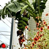 ガイラルディア,サルスベリ,バナナ,ヤナギバルイラソウ,ミニひまわりの画像