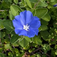 エボルブルス,アメリカンブルー,テッポウユリ,お花,お出かけ先の画像