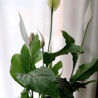 スパティフィラム,スパティフィラムの花,いい香りの画像
