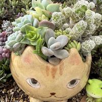 サボテン,パープルヘイズ,ギンテマリ,雷童錦,寄せ植えの画像