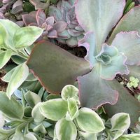 多肉,寄せ植え,多肉植物,ガーデニング,緑のある暮らしの画像