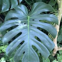 植物園,温室,ハーブ園,神戸布引ハーブ園,可愛いお花の画像