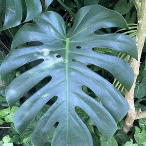 植物園,温室,ハーブ園,神戸布引ハーブ園,可愛いお花の画像