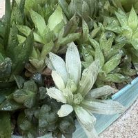 ハオルチア,ハオルチア 寄せ植え,感謝,2のつく日は斑入りの日,JUSHIちゃんどうもありがとう♡の画像