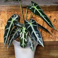 アロカシア,アロカシア・バンビーノ,アロカシア バンビーノ アロー,観葉植物,植え替えの画像