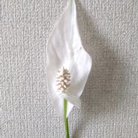 スパティフィラム,花のある暮らし,SDGs,心に笑顔の花を,白い水曜日♡の画像