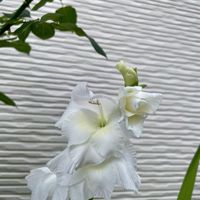 グラジオラス,グラジオラス,ツルバキア,ビオラ,バラ シャリマーの画像