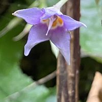 イワタバコ,山野草,高尾山,GSのみなさんに感謝♡,青い花マニアの画像