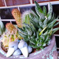 サボテン,十二の巻,多肉植物,多肉寄せ植え,ハオルチア属の画像