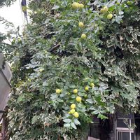 ナツメの画像