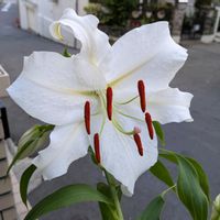 オニユリ,オニユリ,カサブランカ,カサブランカ,ユリの画像