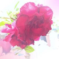 アデニウム,天空のバラ,塊根植物,花のある暮らし,南国植物の画像