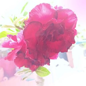 アデニウム,天空のバラ,塊根植物,花のある暮らし,南国植物の画像