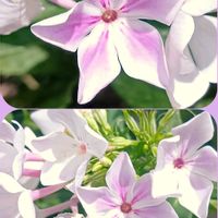 カレックス,フロックス,けいとう,姫薔薇ワンダーファイブ,ブーゲンビリア パフェシリーズの画像