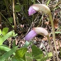 ニワフジ,コマツナギ,ナンバンキセル,日本薄荷(ニホンハッカ),山野草の画像