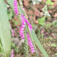 ネジバナ,庭の植物,庭の画像