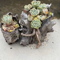 多肉植物の寄植え,多肉植物,エケベリア属,水遣りの画像