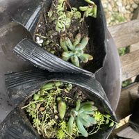 セダム,ルビーネックレス,虹の玉,福娘,多肉植物の画像