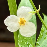オモダカ,スイレン,オモダカの花,メダカ♪,オモダカの葉の画像