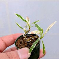 斑入りコクチナシ,盆栽,ミニ盆栽,盆栽苗木,まめ盆栽の画像