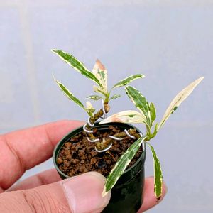 斑入りコクチナシ,盆栽,ミニ盆栽,盆栽苗木,まめ盆栽の画像