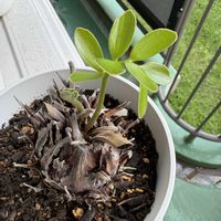 ソテツ,ザミア,観葉植物,グリーンのある暮らし,観葉植物のある暮らしの画像