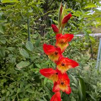 グラジオラス,ノイバラ,今日のお花,天草市,家庭園芸の画像