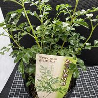 シマトネリコ,観葉植物,産直,トネリコ属の画像
