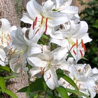 カサブランカ,大好き,山野草,癒し,花のある暮らしの画像