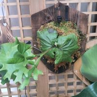 ビカクシダ,リドレイ,ビカクシダ リドレイ,ビカクシダ属,サンルームの画像
