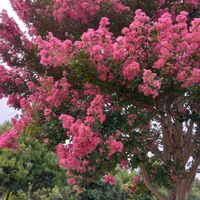 サルスベリ,ヒマワリ,ルドベキア タカオ,ヤナギハナガサ,女郎花(オミナエシ)の画像