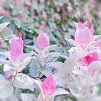 ハツユキカズラ,アルストメリア,ガーデニング,グランドカバー,つる性植物の画像